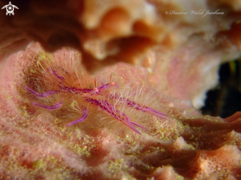 A Lauriea siagiani | Hairy Squat Lobster