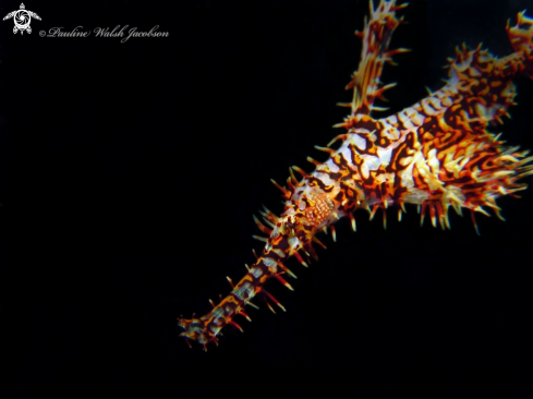 A Ornate Ghost Pipefish