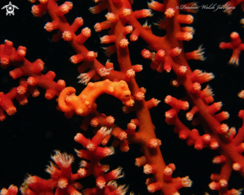 A Denise's Pygmy Seahorse