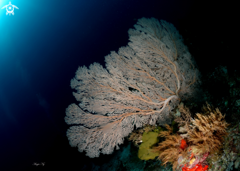 A Sea Fans