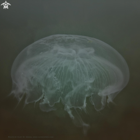 A Jelly-Fish | Jelly Fish