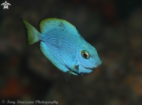 A Acanthurus sp | Surgeonfish