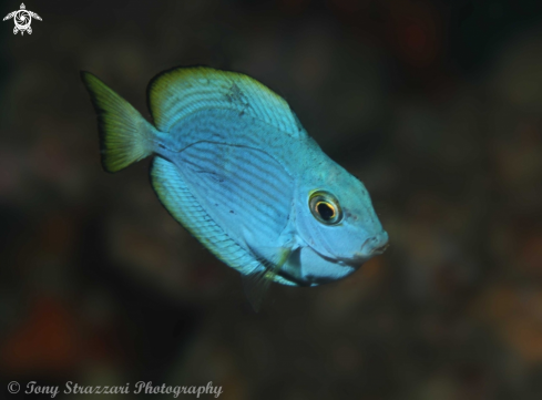 A Surgeonfish