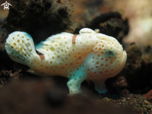 A Frog Fish