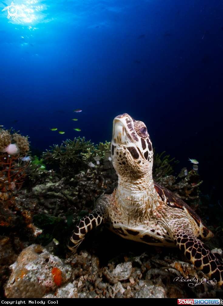 A Sea Turtle 