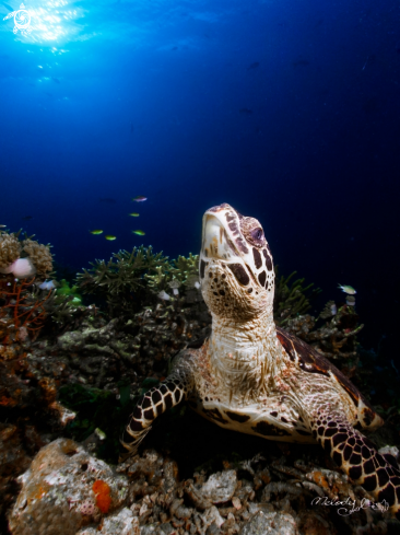 Sea Turtle 