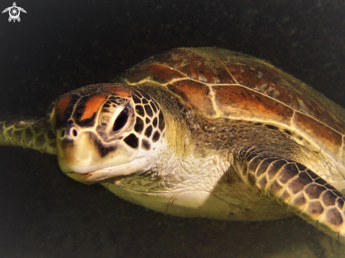 A Green Sea Turtle