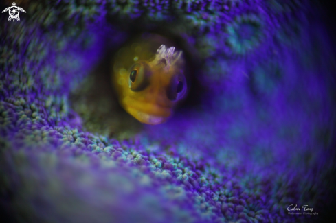 A Blenny