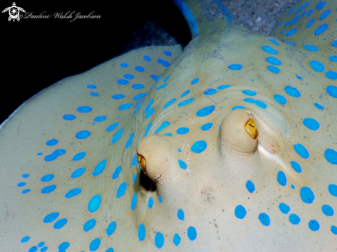 A Blue Spotted Stingray