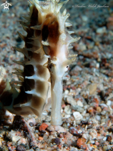 A Spiny Seahorse