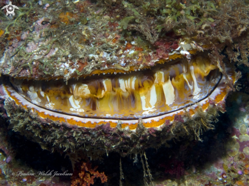 A Spondylus varius | Thorny Oyster