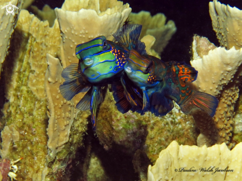 A Synchiropus splendidus | Mating Mandarinfish