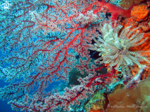 A Soft Corals and Feather Stars