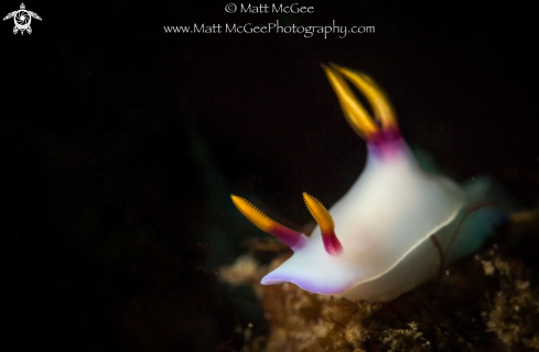 A Nudibranch (don't know species)