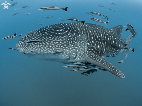 A Rhincodon typus | Whale Shark