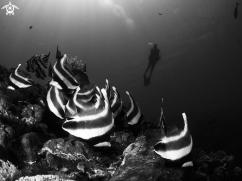 A Pennant coralfish