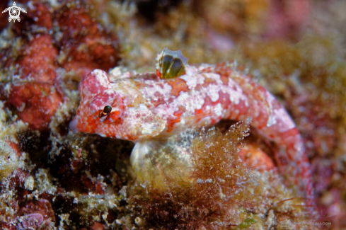 A Synchiropus stellatus | Leierfisch