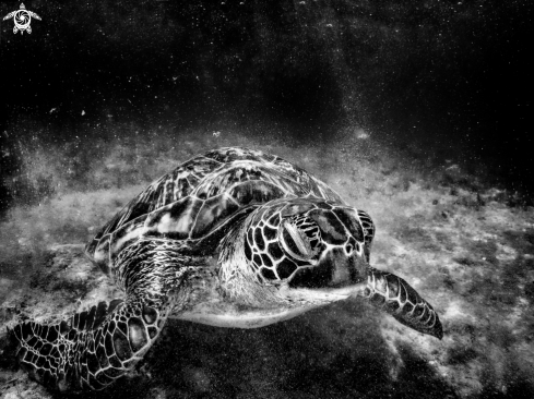 A Sea Turtle