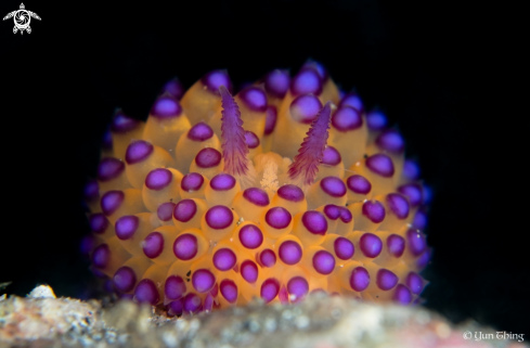 A Nudibranch