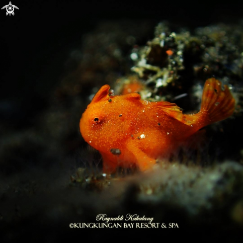 A Painted Frogfish