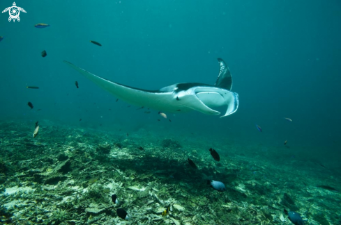 A manta ray