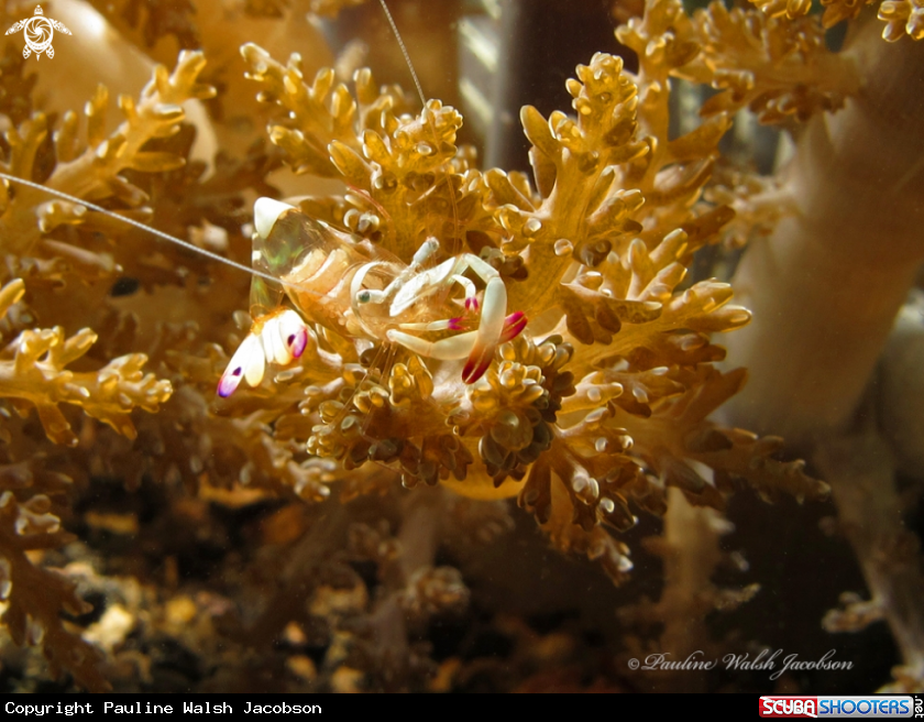 A Magnificent Anemone Shrimp