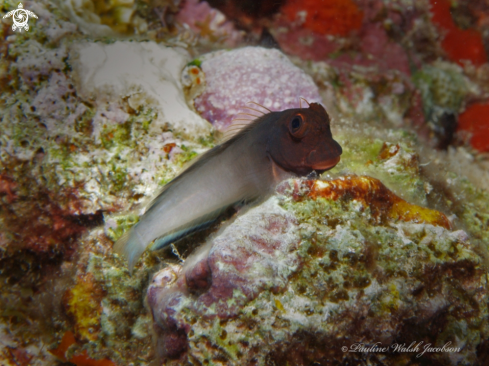 A Ophioblennius macclurei | Redlip Blenny