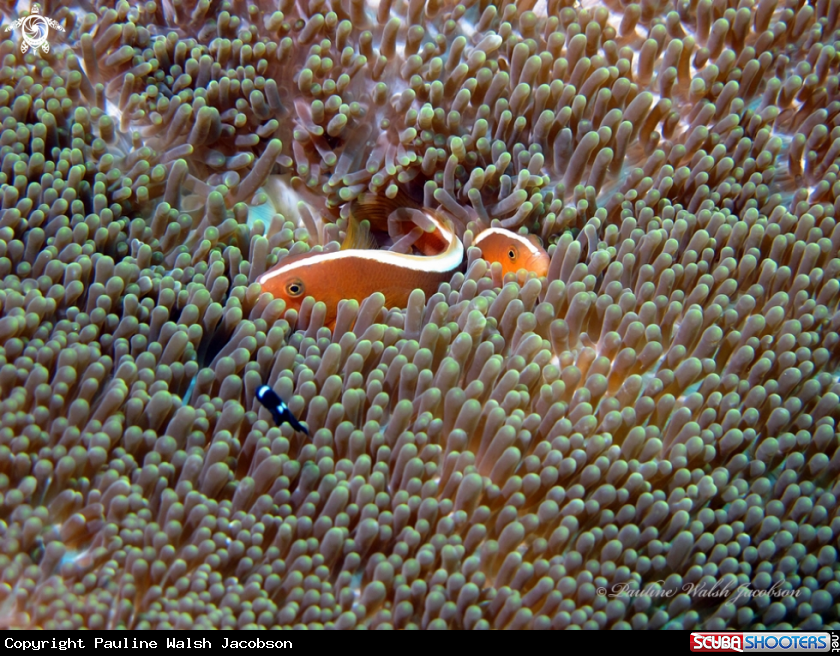 A Orange Anemonefish