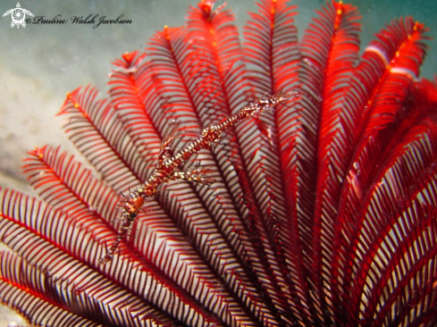 A Juvenile Ornate Ghost Pipefish