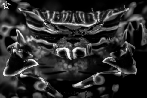 A Zebrida adamsii | Zebra Crab
