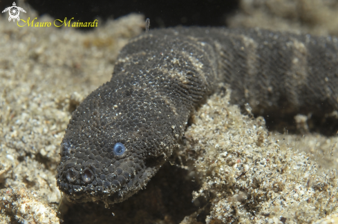 A Acrochordus granulatus | Banded filed snake