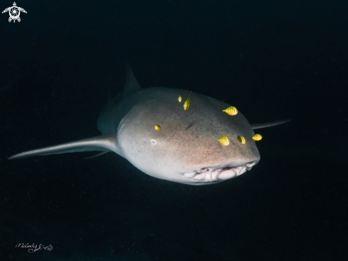 A Nurse Shark