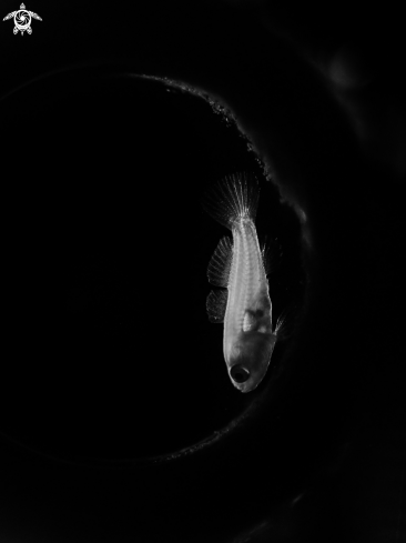 A Lemon Goby