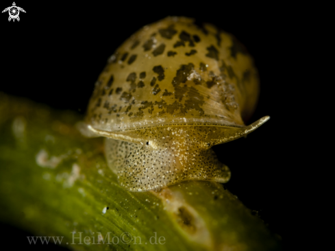 A Schlammschnecke (Lymnaeidae)