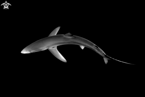 A Blue Shark