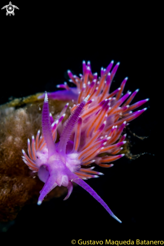 A Flabellina