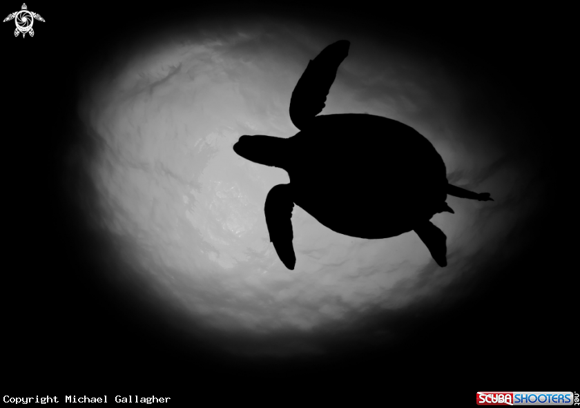 A Turtle Silhouette