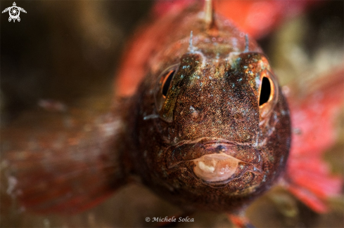 A Tripterygion tripteronotus | Peperoncino