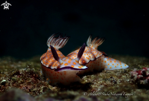 A Hypselodoris sp. | Nudibranch