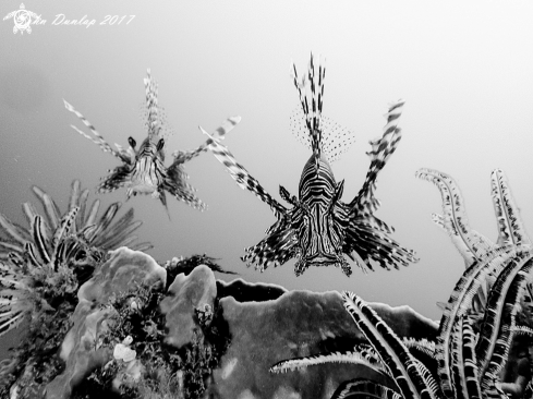 A lion fish