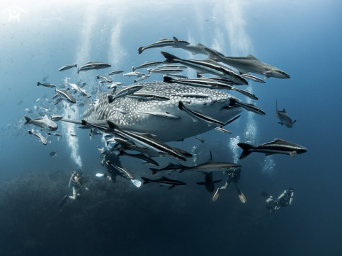 A Whale Shark