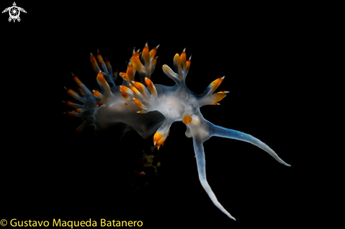 Nudibranquio