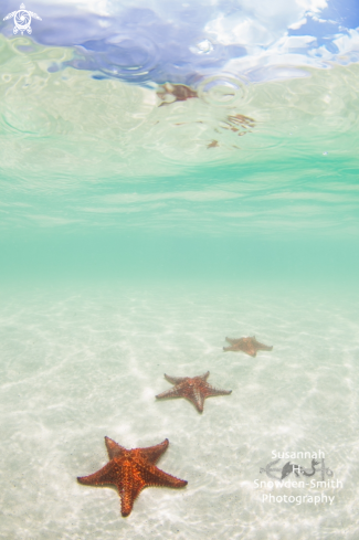 A Culcita novaeguineae | Starfish