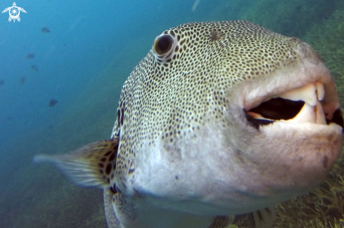 A Arothron Stellatus | Pufferfish