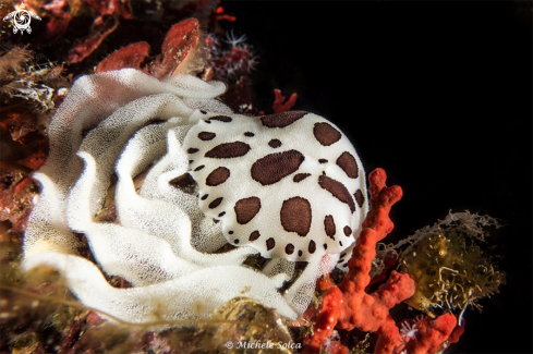 A Deposizione uova di Vacchetta di mare