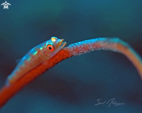 A goby with eggs