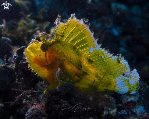 A leaf scorpionfish