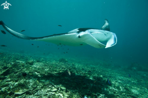 A manta ray