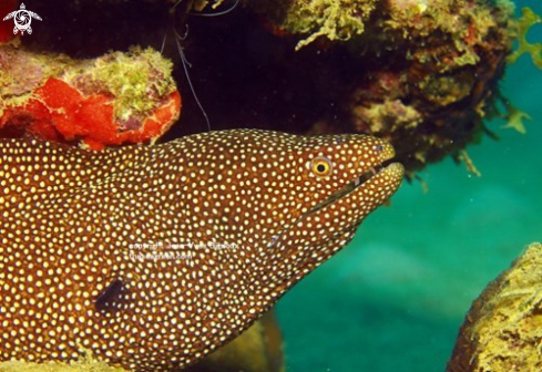 A Gymnothorax meleagris | Turkey moray (Gymnothorax meleagris)