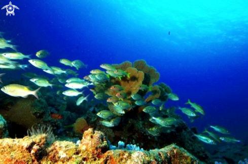 A Coral reef forms.Flic en Flac